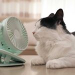 Is Your Cat Overheating? 11 Signs of Heat Exhaustion in Cats