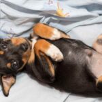 Umbilical Hernias in Dogs: Everything You Need To Know