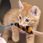 What Does a Hyperactive Kitten Look Like? And How Do I Calm Down My Kitten?