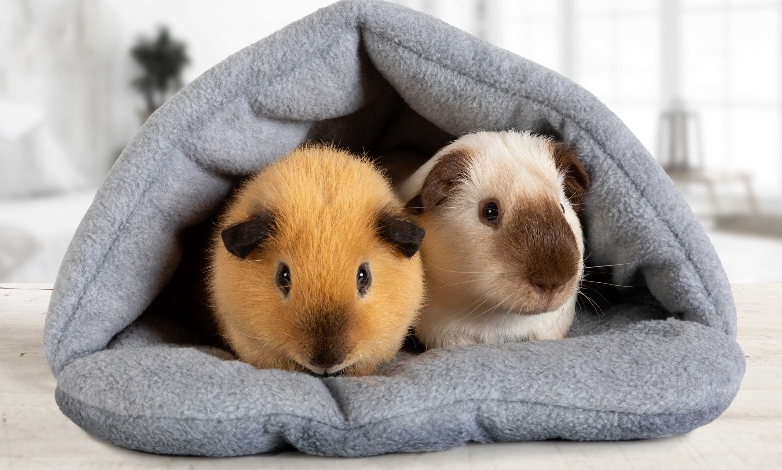 10 Common Guinea Pig Behaviors, Explained