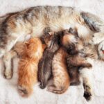 Can a Cat Get Pregnant While Still Nursing Kittens?