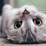 15 Weird Cat Behaviors, Explained