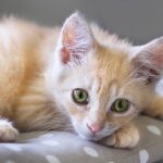 Dealing with Kitten Diarrhea: Causes, Symptoms, Treatment, and Prevention