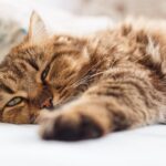 Why Is My Older Cat Throwing Up? And How Can I Help Them Feel Better?
