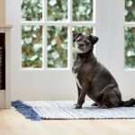 What Causes Diarrhea in Senior Dogs? And How Do I Treat It?
