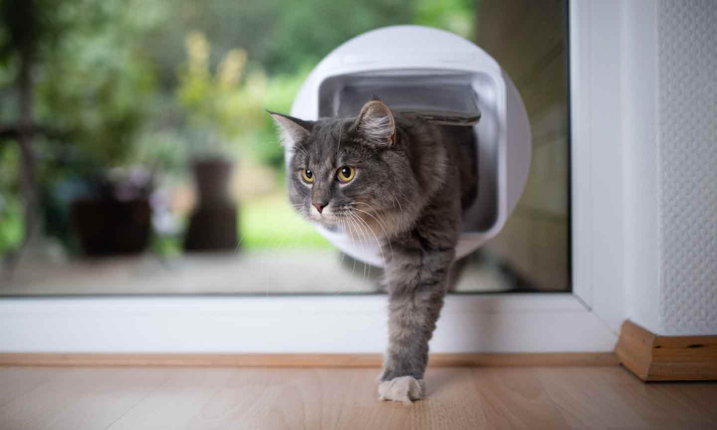 How to Train Your Cat to Use the Bathroom Outside | Chewy