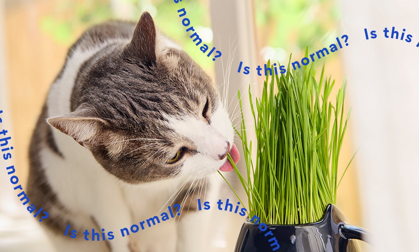 Why Do Cats Eat Grass? Is This Normal? | Chewy
