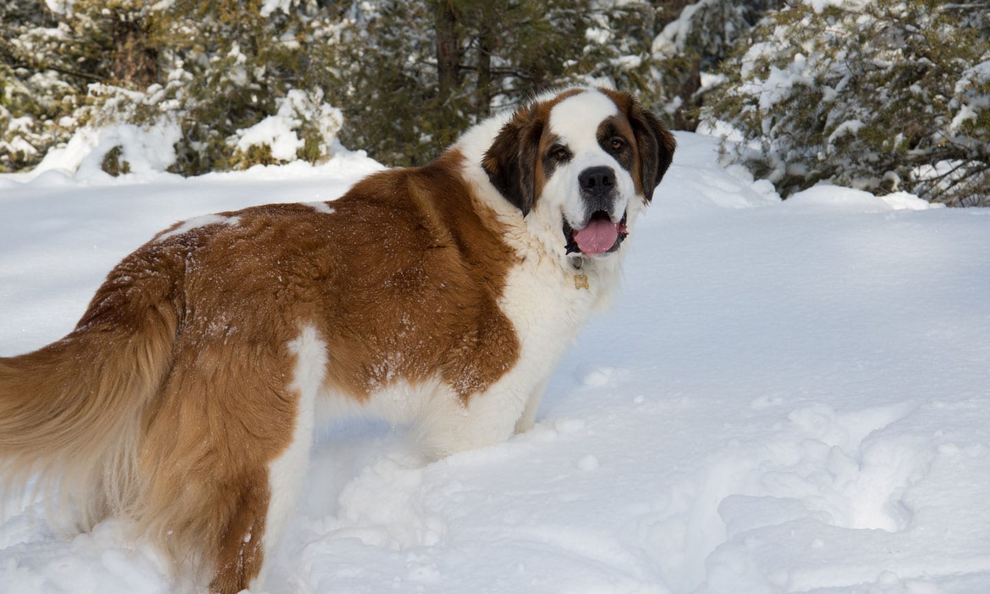 Snow Dogs Dogs That Like The Cold Like Cold Water It's Official