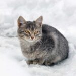 5 Ways To Help Your Community’s Outdoor Cats This Winter