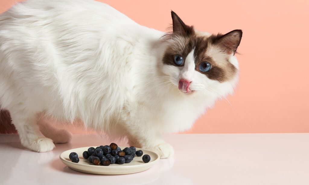 can cats eat blueberries: cat licking blueberries on plate