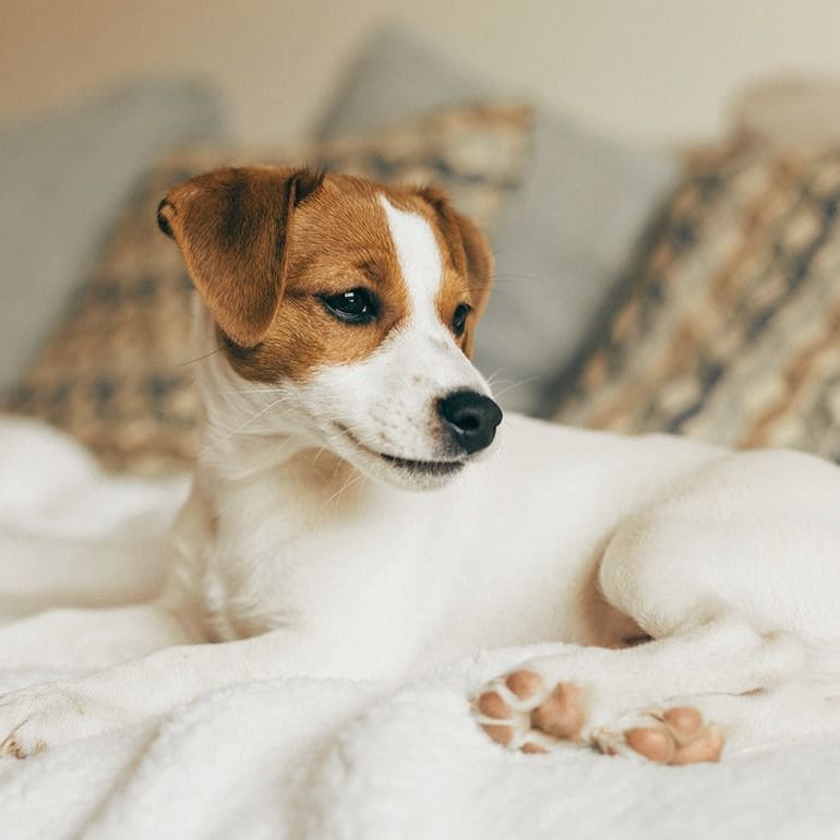 pet DNA test - dog