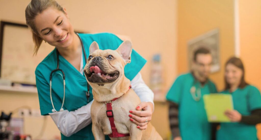 rabies vaccine for dogs; a dog is given a vaccine by a veterinarian.