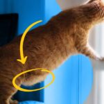 The Primordial Pouch: All About Your Cat’s Adorable Belly Flap