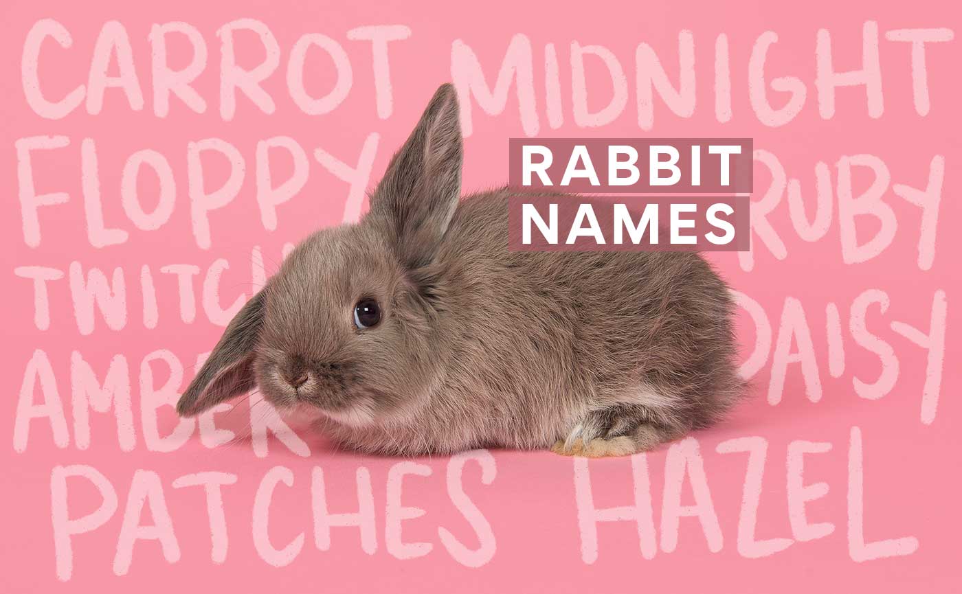 Names That Go With Rabbit Bunny Names: The 300 Best Rabbit Names | Chewy
