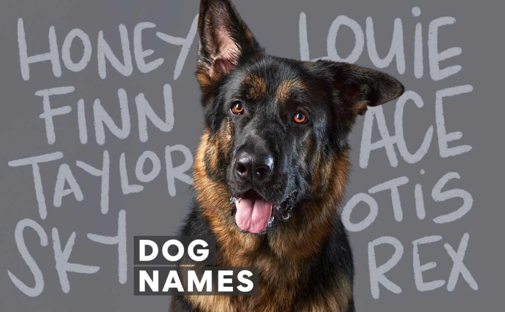 Top 400 Dog Names For Dogs And Puppies Chewy