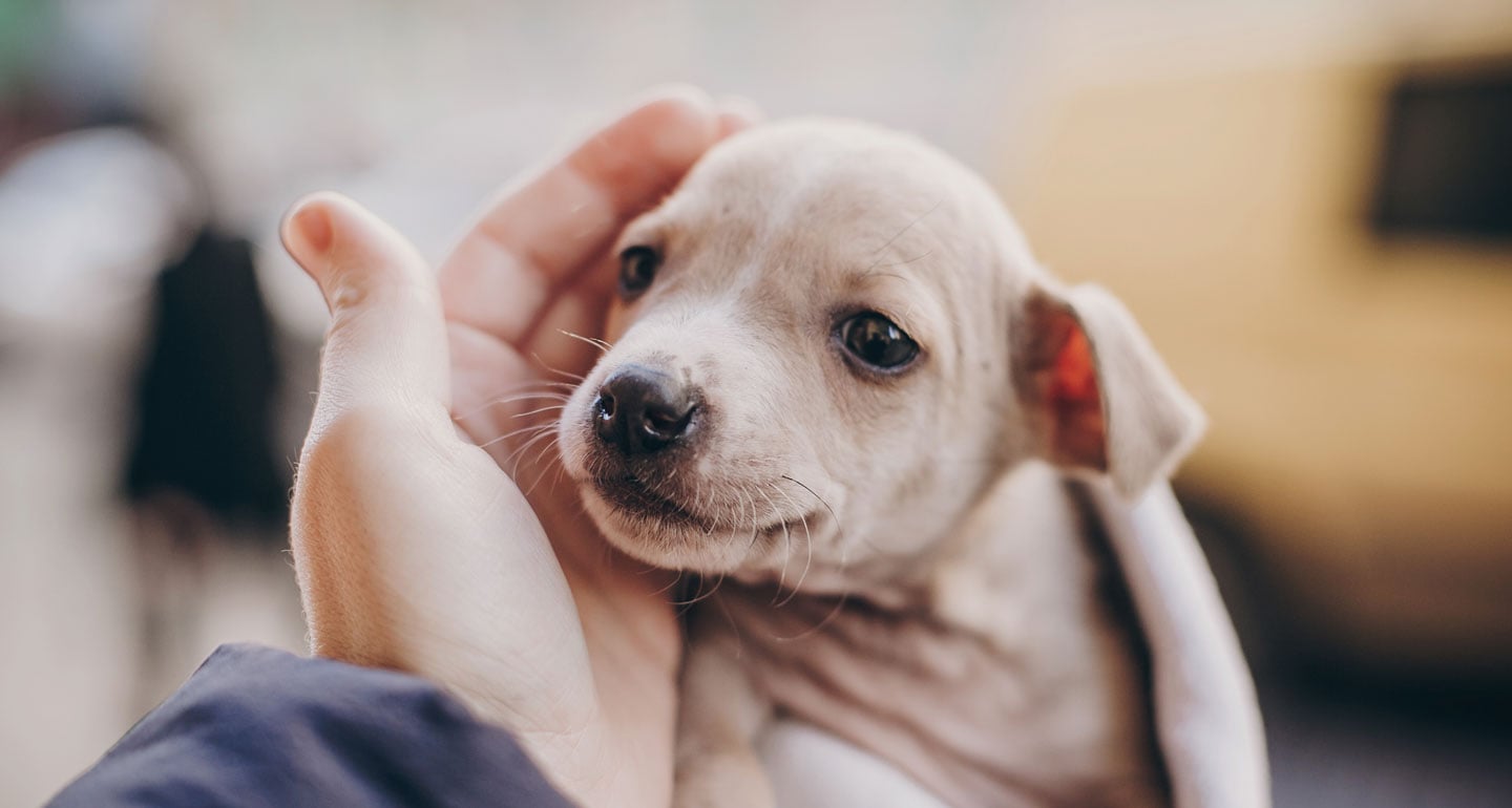 Best i want to adopt a dog for free 2025