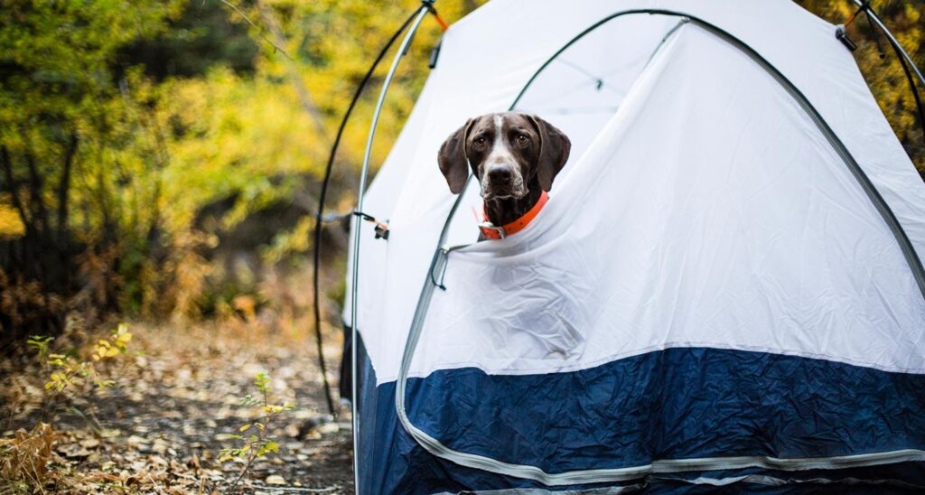 camping with dogs