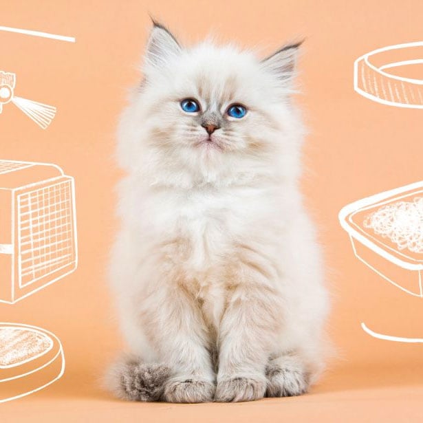 orange and white kitten playing with a mouse toy. Toys are among the items included on our new kitten checklist.