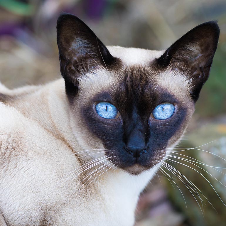 a brown tonkinese sitting next to a tonkinese kitten.