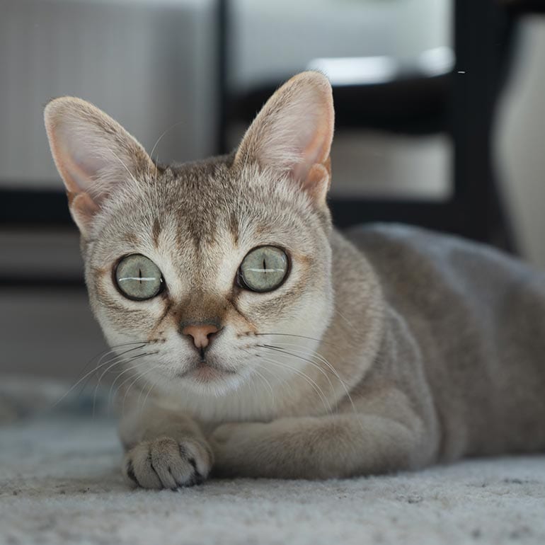 A small Singapura cat sits on a table.