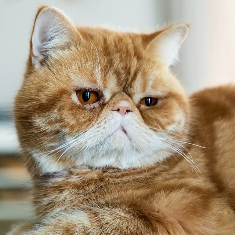 orange exotic shorthair cat sitting in an office chair