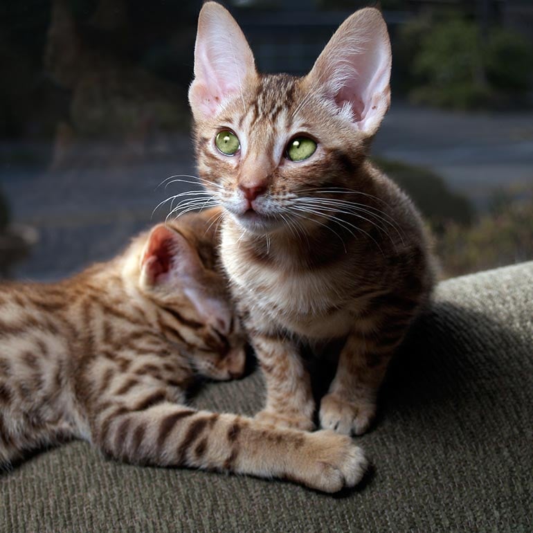 close-up of a brown ocicat's face