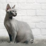 These Cat Breeds That Don’t Shed Much Will Save Your Couch