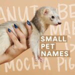 300 Small Animal Names for Guinea Pigs, Ferrets & More