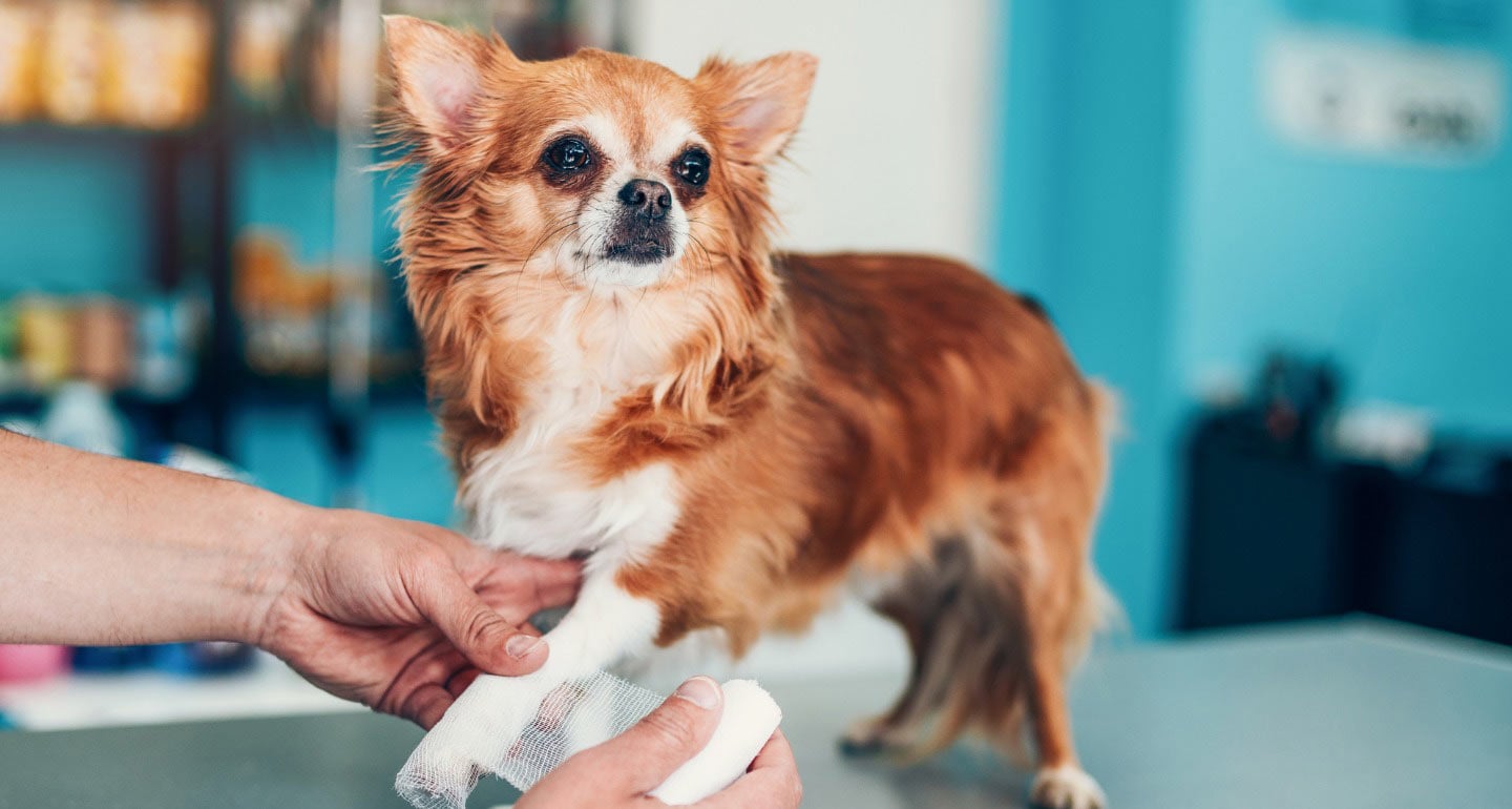 Why Is My Dog Limping? Possible Causes and Treatments | Chewy