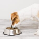 Dog Cancer Diet: What To Feed a Dog With Cancer