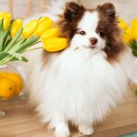20 Most Common Plants That Are Toxic to Dogs