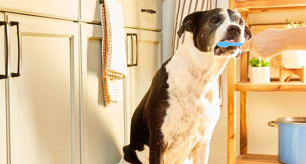 Photo of a dog having their teeth brushed for proper dog dental care.
