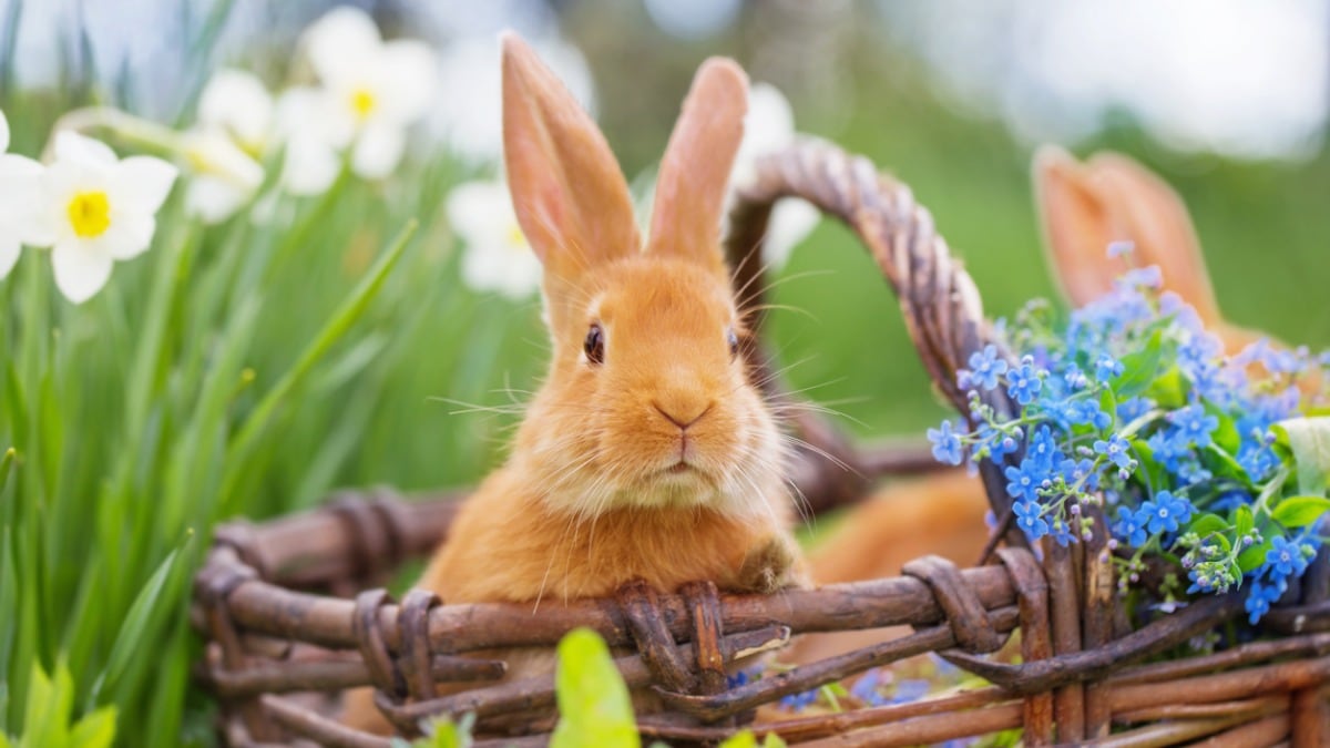 42 Cute Spring Rabbit Names | Chewy