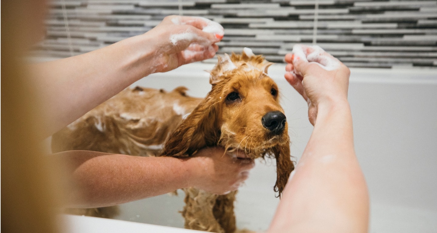 Photo inspiration: Gallery Detail: 8 Essential Dog Grooming Supplies To Have At Home