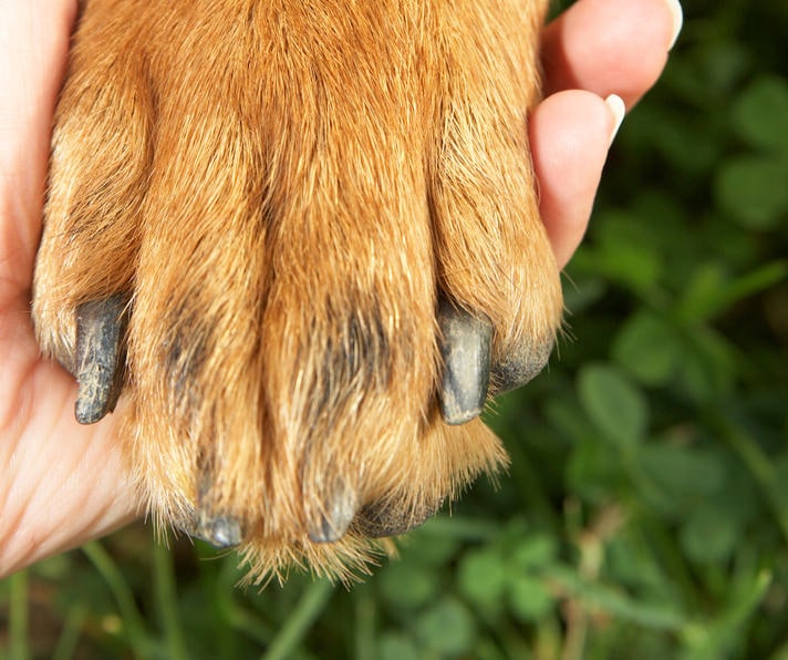 rottweiler standing in grass