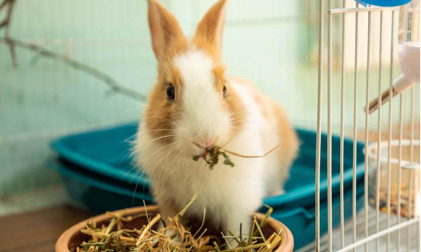 Bringing Home A Bunny Here s How To House Rabbits Indoors Chewy