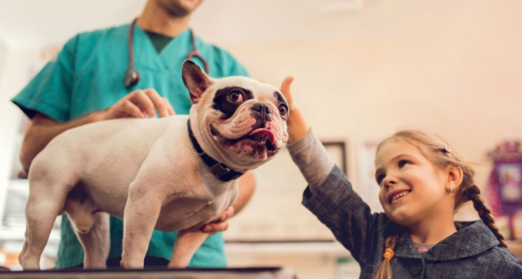 A dog gets laser therapy at the vet.