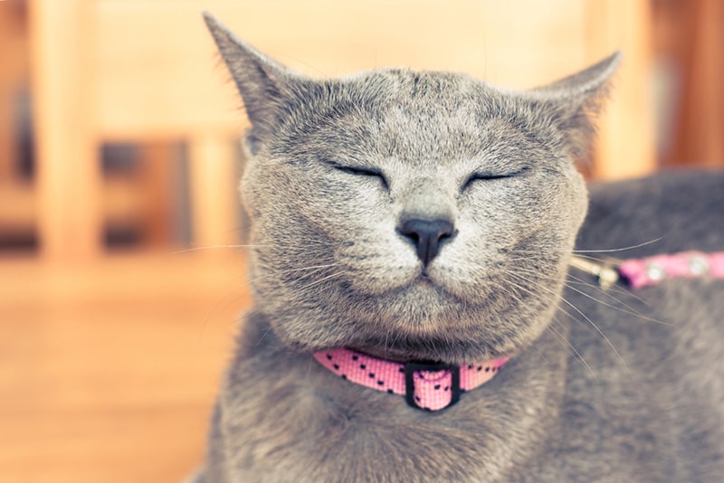 woman holding a gray korat cat, who is looking at the ground