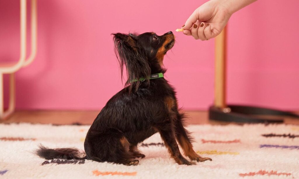how to teach a dog to sit