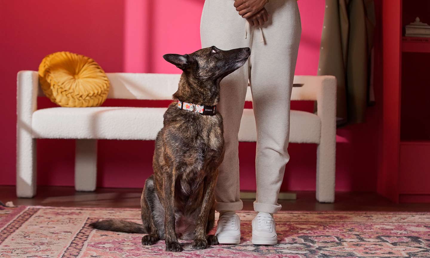 How To Teach a Dog The ‘Off’ Command: Step-by-Step Guide | Chewy