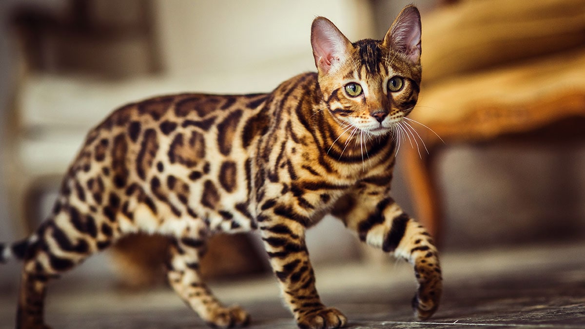 A Bengal, a hypoallergenic cat breed, walking across the floor