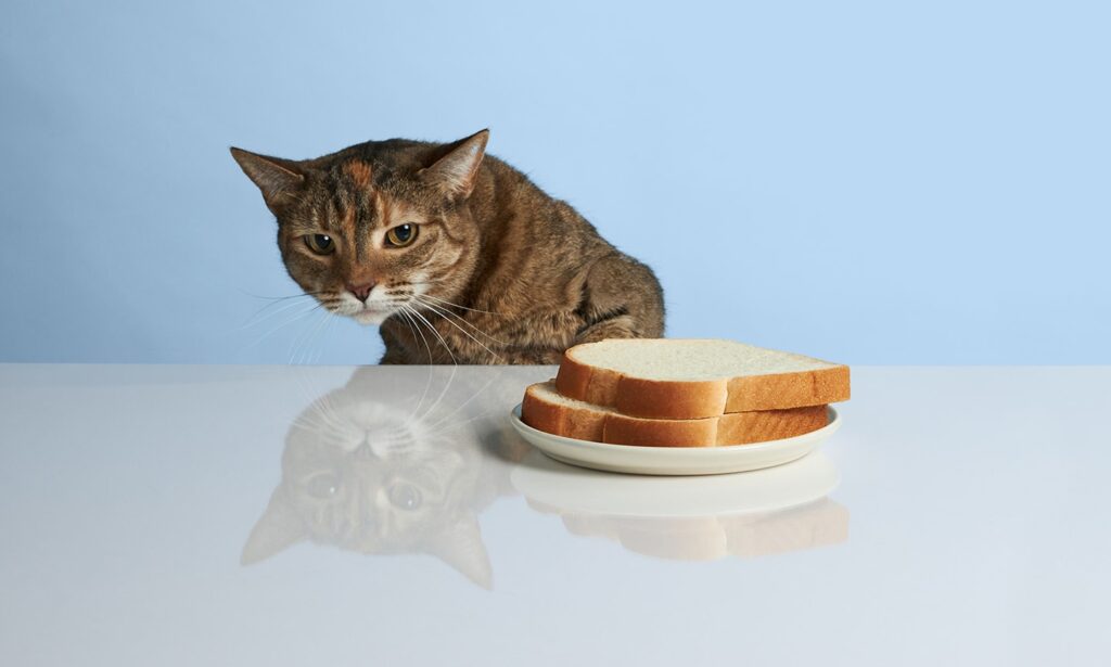 brown and white cat lying on a table next to a woman eating toast