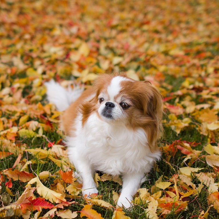 tricolor japanese chin standing in grass