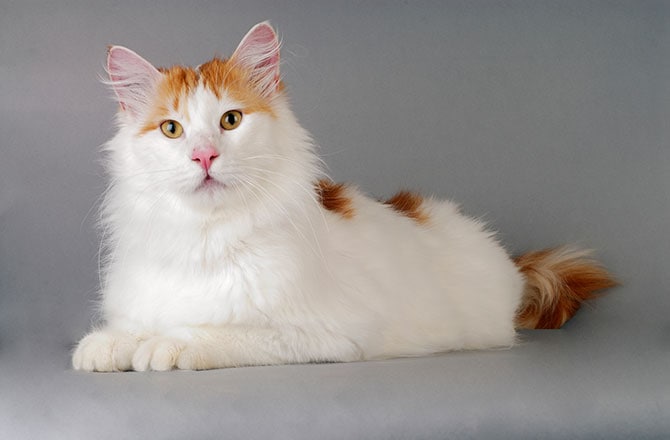 white turkish van close-up with orange markings and amber eyes