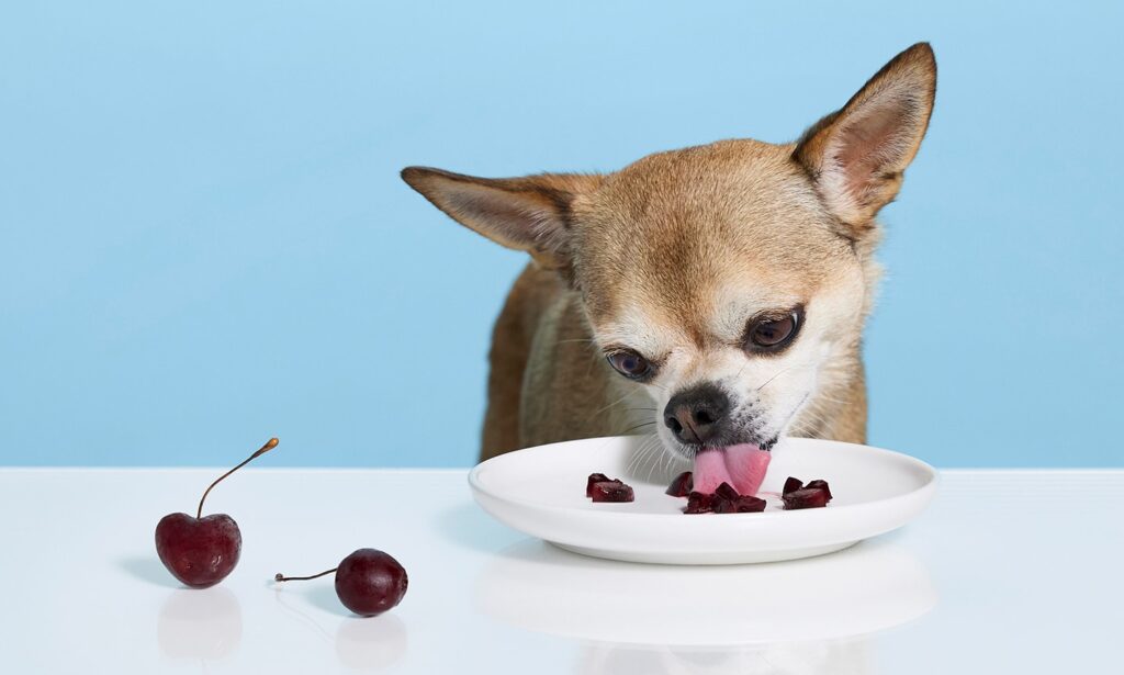 can dogs eat cherries: dog staring at a cherry