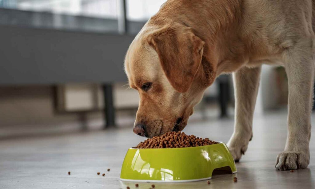 A dog eats their food.