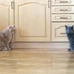 Help! My Senior Cat Is Stressed By My New Cat