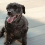 Why Is My Old Dog Coughing? 9 Common Reasons Why Senior Dogs Cough