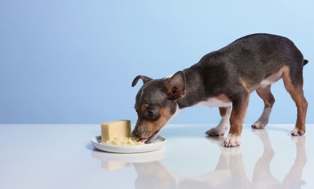 can dogs eat cheese: dog staring at cheese slices on plate