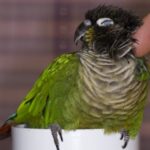 5 Reasons Conures Make Great Family Pets
